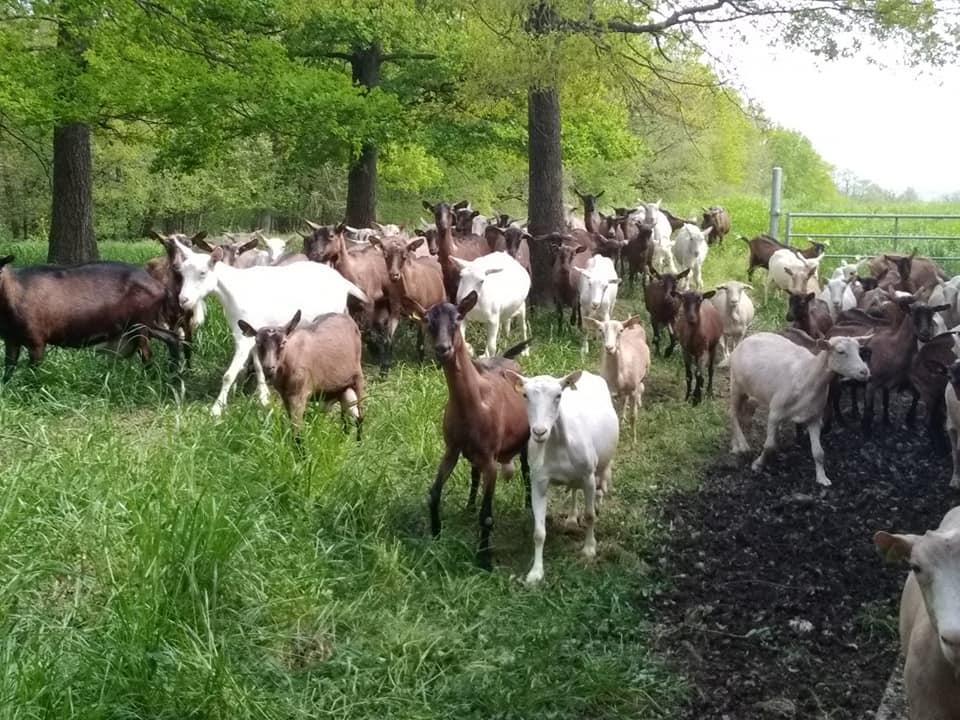 chèvres Amalthée